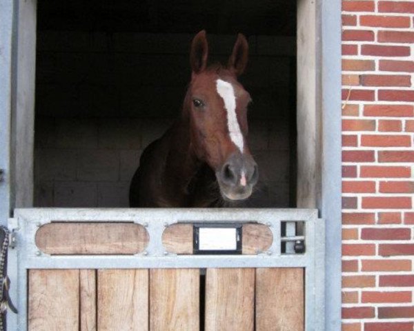 broodmare Rabbina (Westphalian, 1989, from Rotarier)