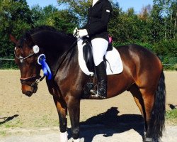 dressage horse Lauries' Luigi (Hanoverian, 2008, from Lauries Crusador xx)