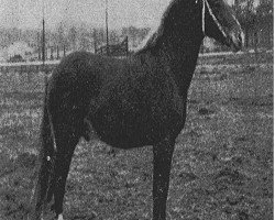 Deckhengst Fir Tree Gold Eagle (New-Forest-Pony, 1961, von Monkshorn Rocket)