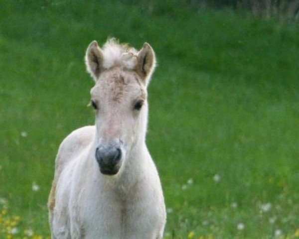 Pferd Neuensteins Peik (Fjordpferd, 2015, von Pluto)