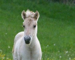 horse Neuensteins Peik (Fjord Horse, 2015, from Pluto)