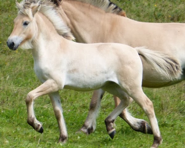 horse Neuensteins Alvina (Fjord Horse, 2015, from Pluto)