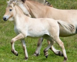 Pferd Neuensteins Alvina (Fjordpferd, 2015, von Pluto)