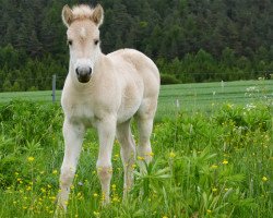 Pferd Neuensteins Aurora (Fjordpferd, 2013, von Pluto)