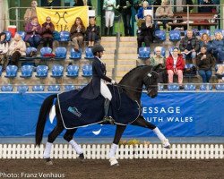 dressage horse Half Moon Delicato (Hanoverian, 2002, from Di Caprio)