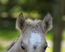 dressage horse Nala (German Riding Pony, 2021, from Fs Numero Uno)