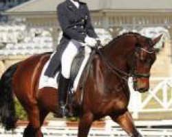 dressage horse Four Winds Bombadier (Holsteiner, 2001)