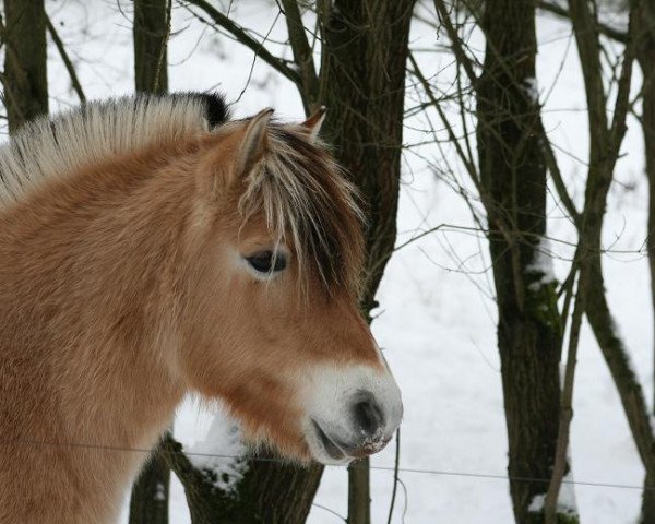 broodmare Atlanta (Fjord Horse, 2005, from Rånn N.2659)