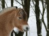 broodmare Atlanta (Fjord Horse, 2005, from Rånn N.2659)