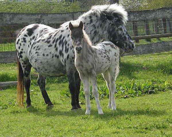 Zuchtstute Lupinchen v. Buchberg (Dt.Part-bred Shetland Pony, 1997, von Felix)