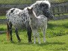 broodmare Lupinchen v. Buchberg (Dt.Part-bred Shetland pony, 1997, from Felix)