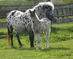 broodmare Lupinchen v. Buchberg (Dt.Part-bred Shetland pony, 1997, from Felix)