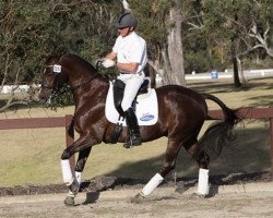 dressage horse Utopian Cardinal (Australian Wamblood, 2004, from Regardez Moi)