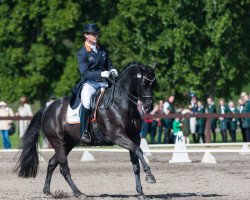 dressage horse Dp Weltmieser (ISSA Cob (Australia), 2002, from Weltmeyer)