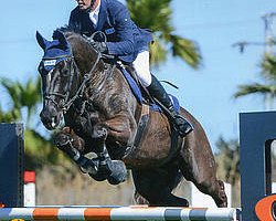 jumper Skipper 85 (Hanoverian, 2004, from Stolzenberg)