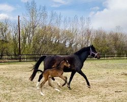 broodmare Nalani PWR (German Riding Pony, 2015, from Nuno 6)