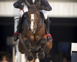 jumper Fou de Toi vd Keihoeve (Belgian Warmblood, 2005, from Toulon)