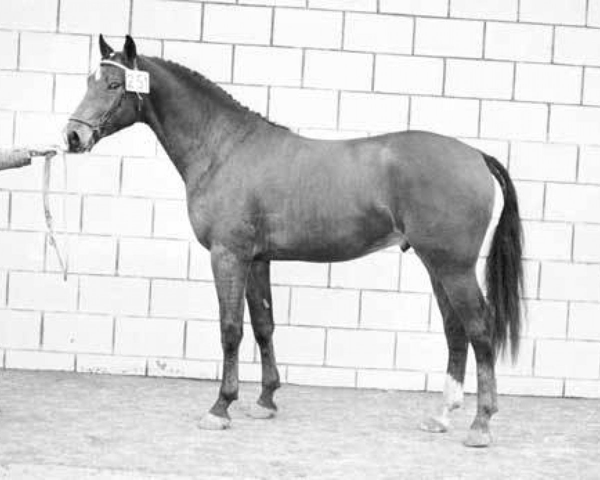 Deckhengst Marlando (KWPN (Niederländisches Warmblut), 1971, von Magneet)
