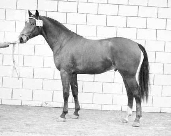 stallion Marlando (KWPN (Royal Dutch Sporthorse), 1971, from Magneet)