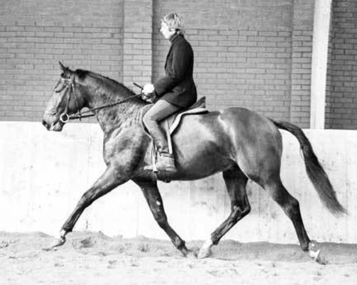 Deckhengst Magnaat (KWPN (Niederländisches Warmblut), 1971, von Magneet)
