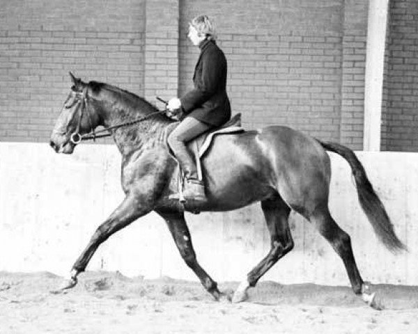 Deckhengst Magnaat (Koninklijk Warmbloed Paardenstamboek Nederland (KWPN), 1971, von Magneet)