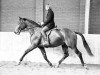 stallion Magnaat (KWPN (Royal Dutch Sporthorse), 1971, from Magneet)