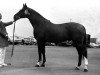 stallion Jelle (KWPN (Royal Dutch Sporthorse), 1968, from Magneet)