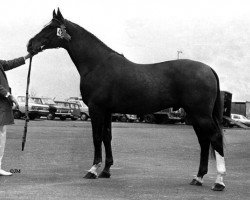 stallion Jelle (KWPN (Royal Dutch Sporthorse), 1968, from Magneet)