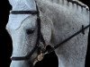 jumper Shannon's Surprise (Connemara Pony, 2004, from Derrymore Duncan)