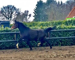 broodmare Kyradansa (KWPN (Royal Dutch Sporthorse), 2015, from Florencio I)