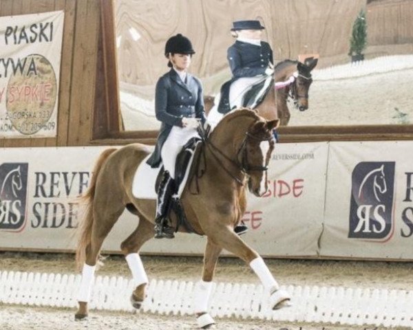 stallion Daccordino (Westphalian, 2004, from D'Accord)