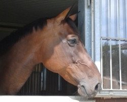 broodmare Rana des Hayettes (Selle Français, 2005, from Crown Z)