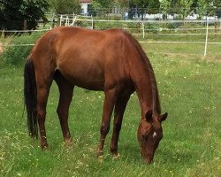 broodmare Dana 178 (Oldenburg, 1991, from Donnerschlag)