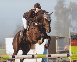 Springpferd Classic Dancer L (Hannoveraner, 2008, von Conteur)