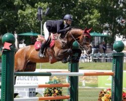 stallion Apardi (KWPN (Royal Dutch Sporthorse), 2005, from Corland)