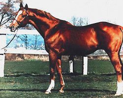 stallion Martin's Worry xx (Thoroughbred, 1969, from Royal Martin xx)