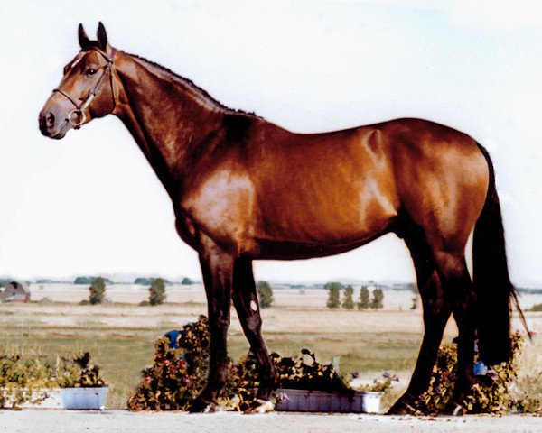 stallion Kingston (Canadian Warmblood, 1992, from Martin's Worry xx)