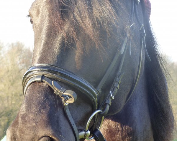 dressage horse Navegante Salvatella (Pura Raza Espanola (PRE), 2008)