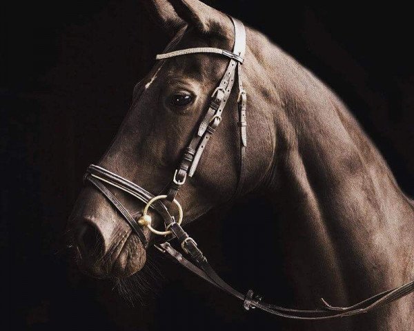 broodmare Catalina (Oldenburg, 2006, from Rubinero 2)