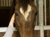 Zuchtstute Boszicht's Claudia (Welsh Pony (Sek.B), 1996, von Majan's Sunny Boy)