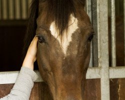 broodmare Boszicht's Claudia (Welsh-Pony (Section B), 1996, from Majan's Sunny Boy)