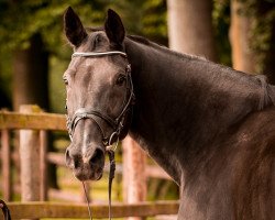 broodmare Chantell (Oldenburg, 1998, from De Niro)