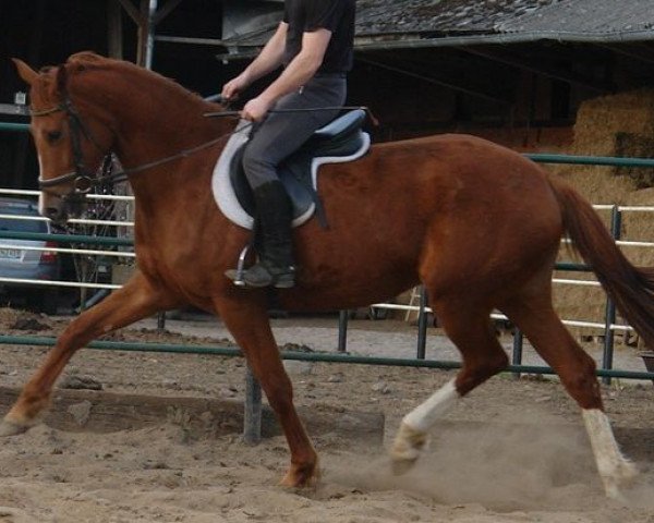 Zuchtstute Donna Quasara MD (Oldenburger, 2009, von Quaterback)