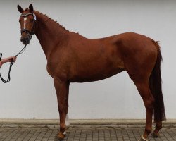 broodmare Dacrila MD (Oldenburg, 2010, from Quaterback)