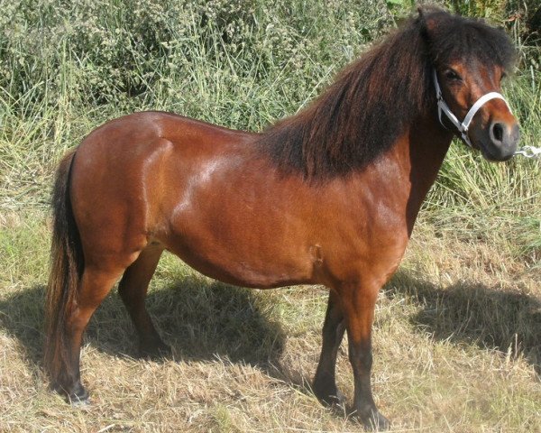 Zuchtstute Isarons Jolly (Dt.Part-bred Shetland Pony, 2011, von Jackomo von Buchberg)