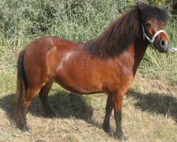 broodmare Isarons Jolly (Dt.Part-bred Shetland pony, 2011, from Jackomo von Buchberg)