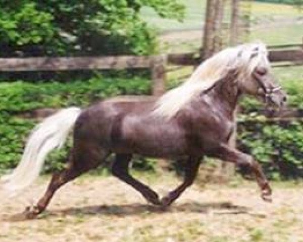 stallion Jamil vom Moritzberg (Dt.Part-bred Shetland pony, 2001, from Jo-Jo)