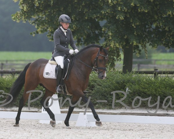 dressage horse Volano Beau (German Riding Pony, 2010, from Vincent)
