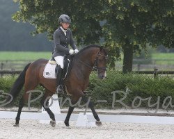 Dressurpferd Volano Beau (Deutsches Reitpony, 2010, von Vincent)