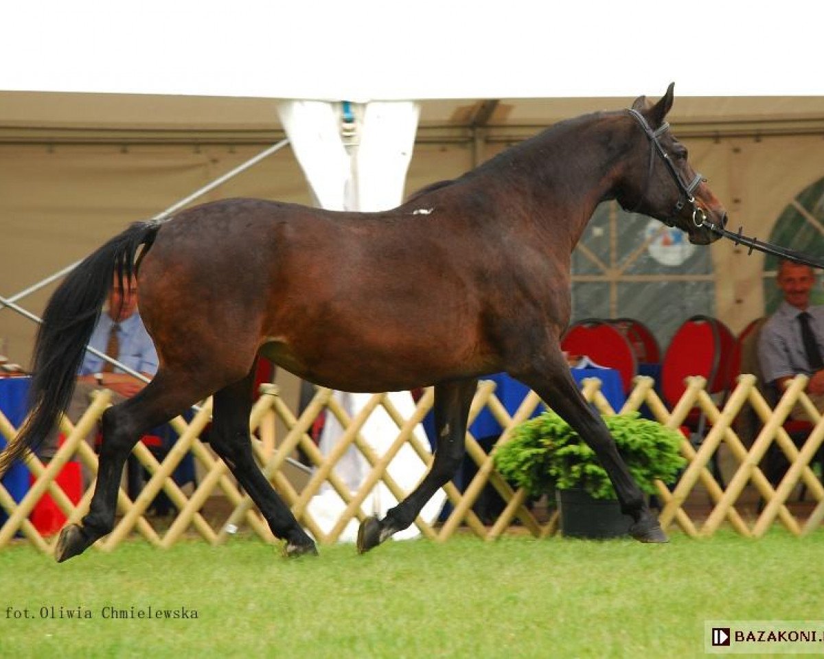 Zuchtstute Egzema (Polnisches Warmblut, 1989, von Przedswit XIII-4)